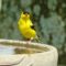 American Goldfinch Cooling Off at the Birdbath