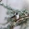 Chickadee with a pretty little snowflake