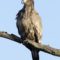 Juvenile  Bald Eagle