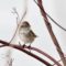 American Tree Sparrow paused for a picture