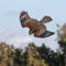Red-shouldered Hawk at San Joaquin Wildlife Sanctuary
