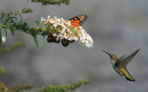 a hummingbird coming to milkweed flowers, on which a monarch butterfly is perched.