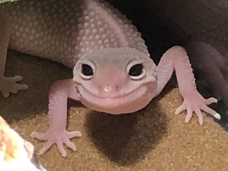 portrait of a pale pink gecko