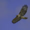 Red-Tailed Hawk Over Gettysburg