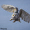 Snowy Owl over the dunes
