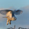 Snowy Owl lifting off