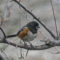 Spotted towhee w/ 2 tumors