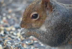 close up of a squirrel eating birdfood