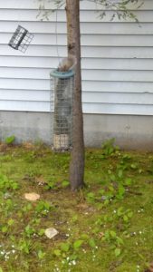 squirrel stuck in a tube feeder