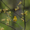 Yellow Warbler and Tree Buds