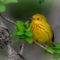 Pretty Yellow Warbler
