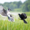 Blue Jay vs. Red-winged Blackbird