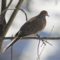 Mid-Winter Mourning Dove