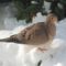 Mourning Dove on bright snow