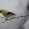 Yellow phase Goldfinch in flock of dozens