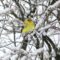Goldfinch on snowy branch