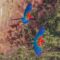 Red and Green Macaws in Flight
