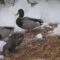 With Lake Ice covered, Mallards have returned to open water next to feeder watch area