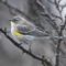 Yellow- rumped Warbler