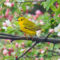 Yellow Warbler  – a ray of sunshine in the springtime blooms
