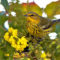 Winter’s Gold: Overwintering Cape May Warbler in the Flowering Mahonia