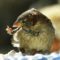 House sparrow needs a pedicure