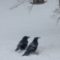 American Crows at the Feeding Station