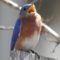Bluebird  singing his song