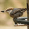 Brown-headed Nuthatch with seed