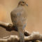 Mourning Dove on limb