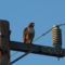Hawk on telephone pole