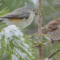 Tufted Titmouse and House Finch