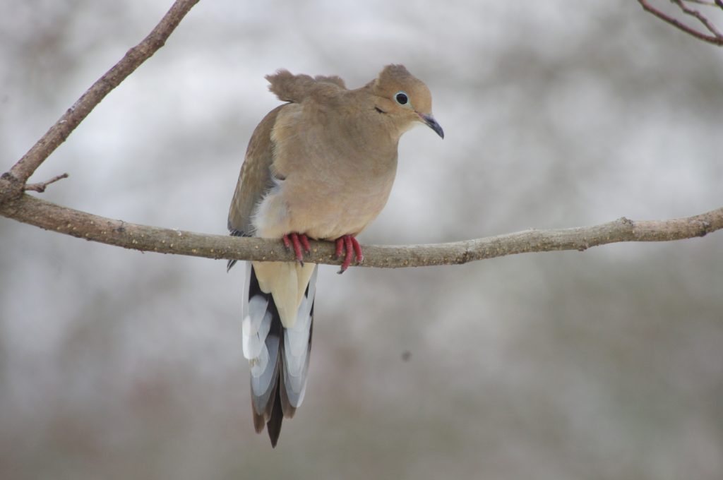 Winter Mourning Dove - FeederWatch