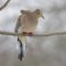 Winter Mourning  Dove