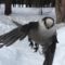 Canada Jay coming in for landing.