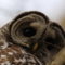 Barred Owl Up Close