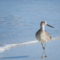 A  Willet dancing on the shoreline.