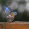 Hungry young bluebird