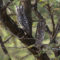 Lichens or owls