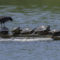 American Coot & Red-Eared Sliders