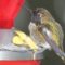 Anna’s Hummingbird is Too Cold & Sleepy to Care!