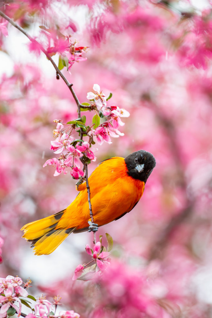 Download A bright orange Baltimore Orioles Bird perched on a branch