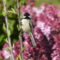 Black-capped Chickadee  hanging vertical