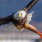 Bald Eagle With a Fish