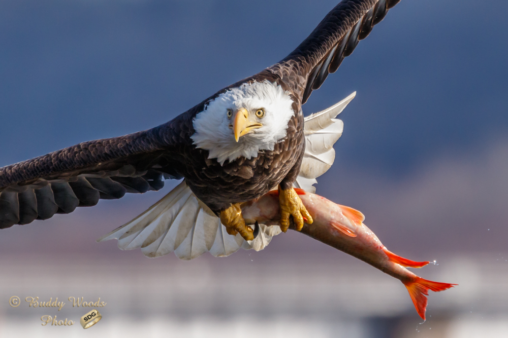 Bald Eagle With a Fish - FeederWatch