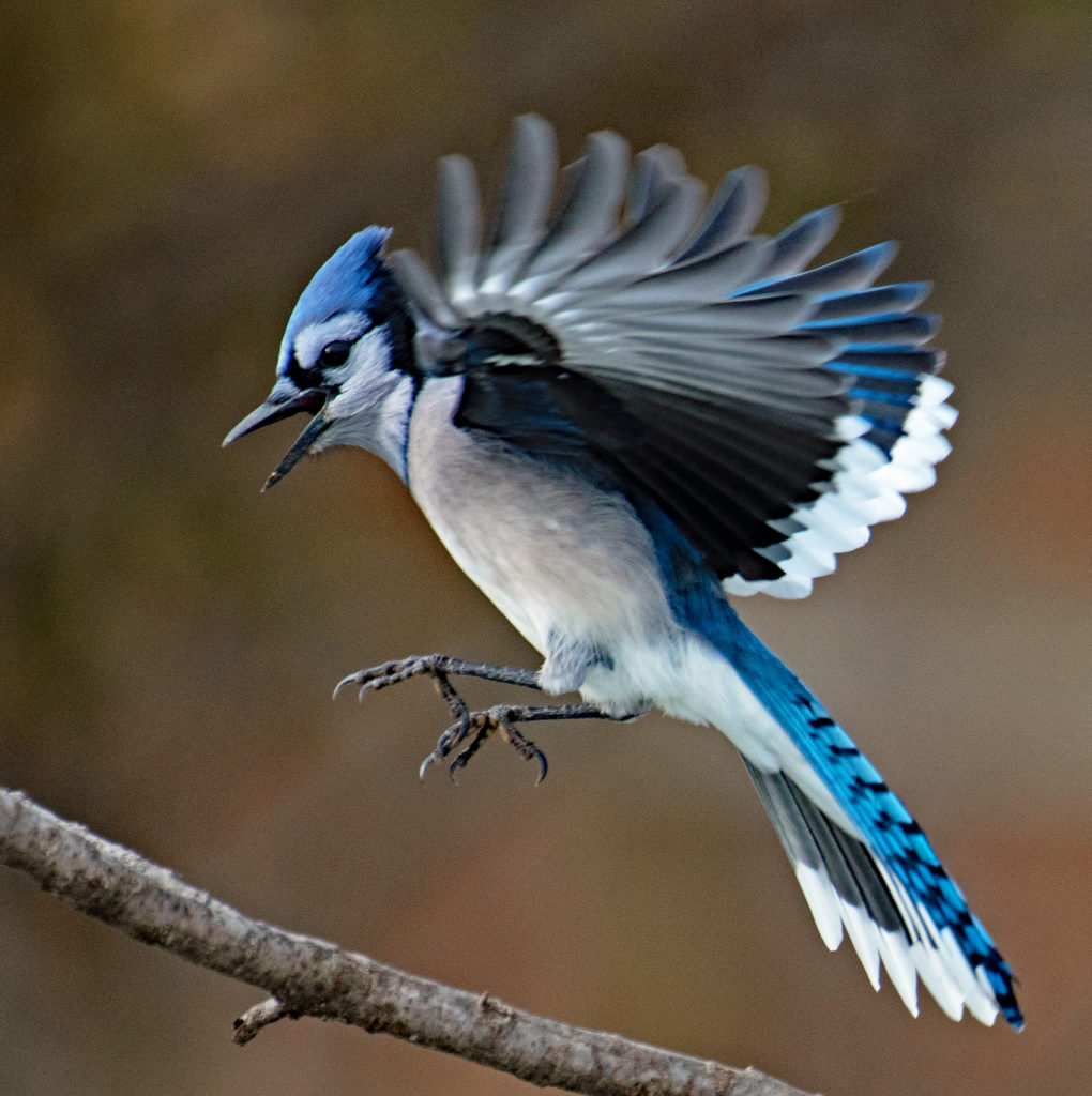 Blue Jay in Flight - FeederWatch