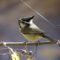 Bridled Titmouse with Spiderweb