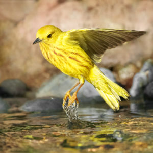 yellow warbler lifting off from a pool of ewater, seemingly dragging some water upwards with its feet.