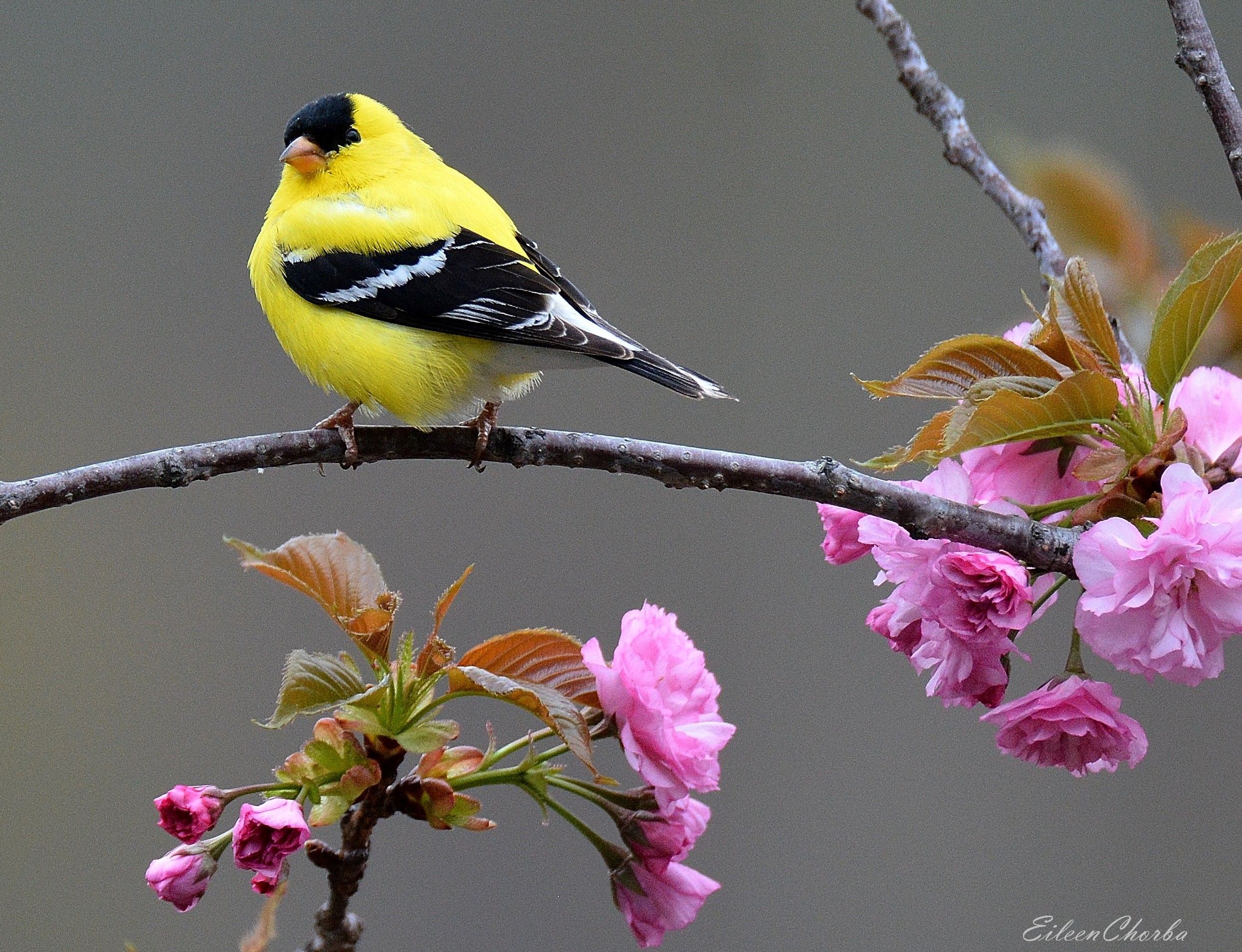 male American Goldfinch perched on a cherry branch, with pink flowers framing the bird.