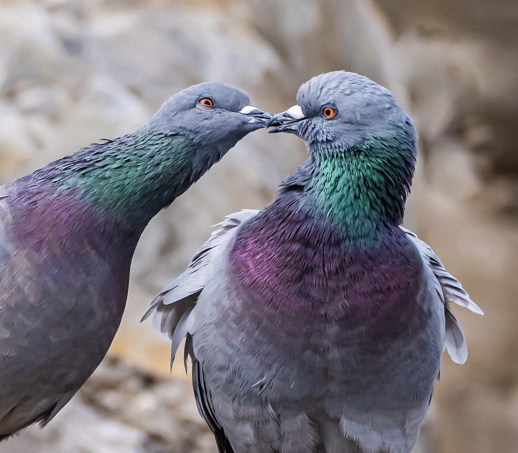 two rock pigeons touching beaks